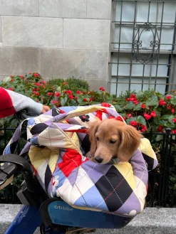 Dog Carrier - Cirque Argyle