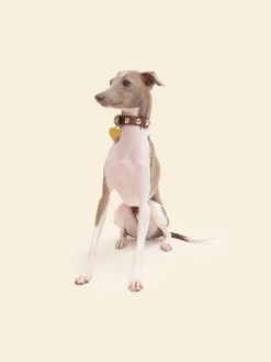 Dog Stud Collar - Brown