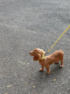 Dog Stud Collar - Butter