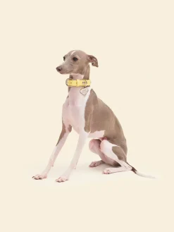 Dog Stud Collar - Butter
