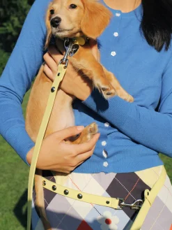 Dog Stud Leash - Butter