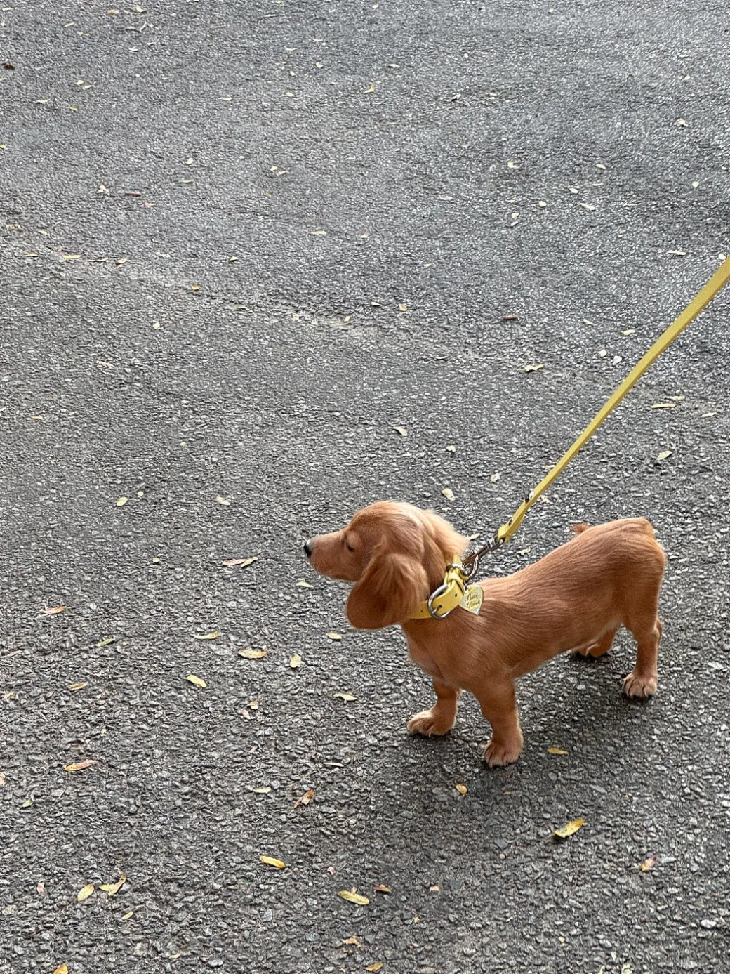 Dog Stud Leash - Butter