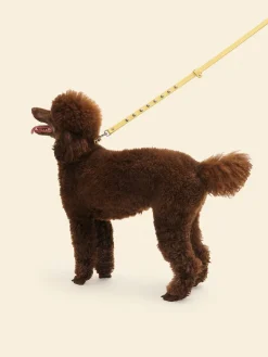 Dog Stud Leash - Butter
