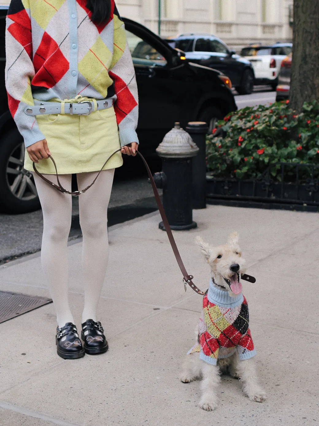 Dog Sweater - Cirque Argyle