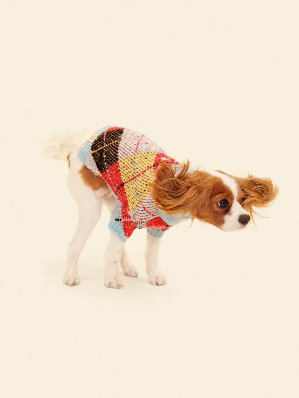 Dog Sweater - Cirque Argyle
